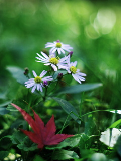 花　落葉