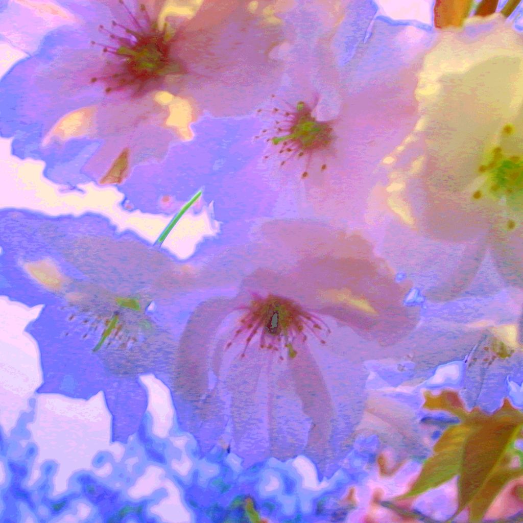 sakura