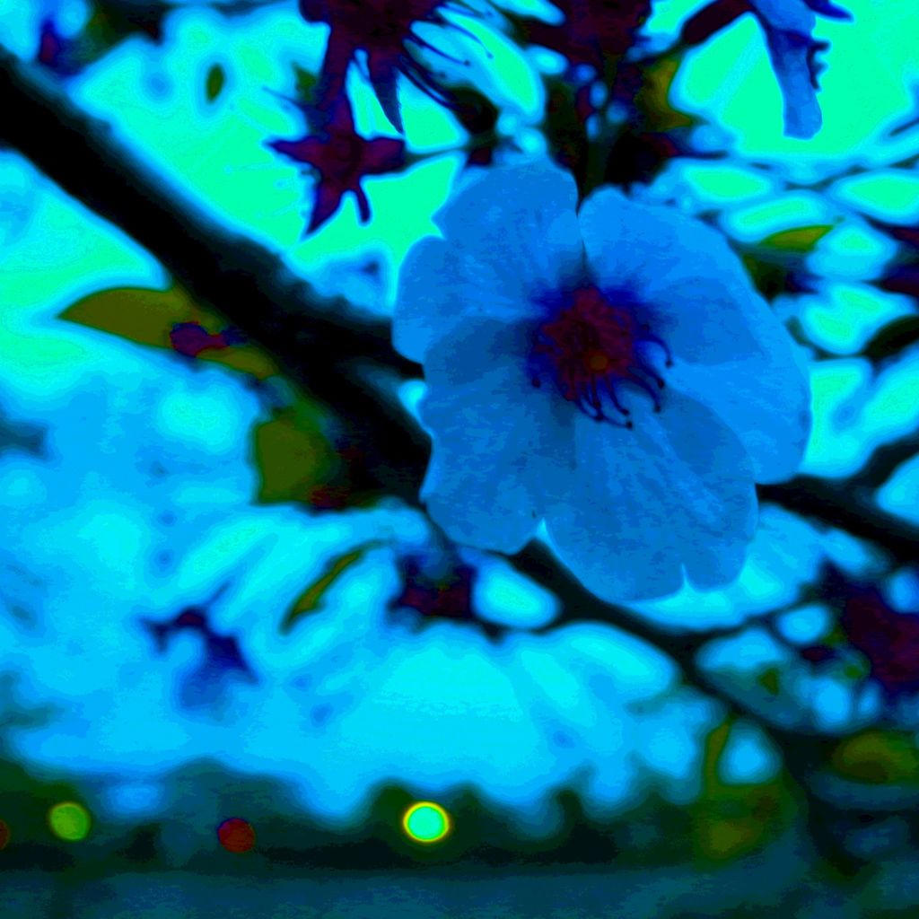 sakura