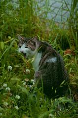 neko-akubi