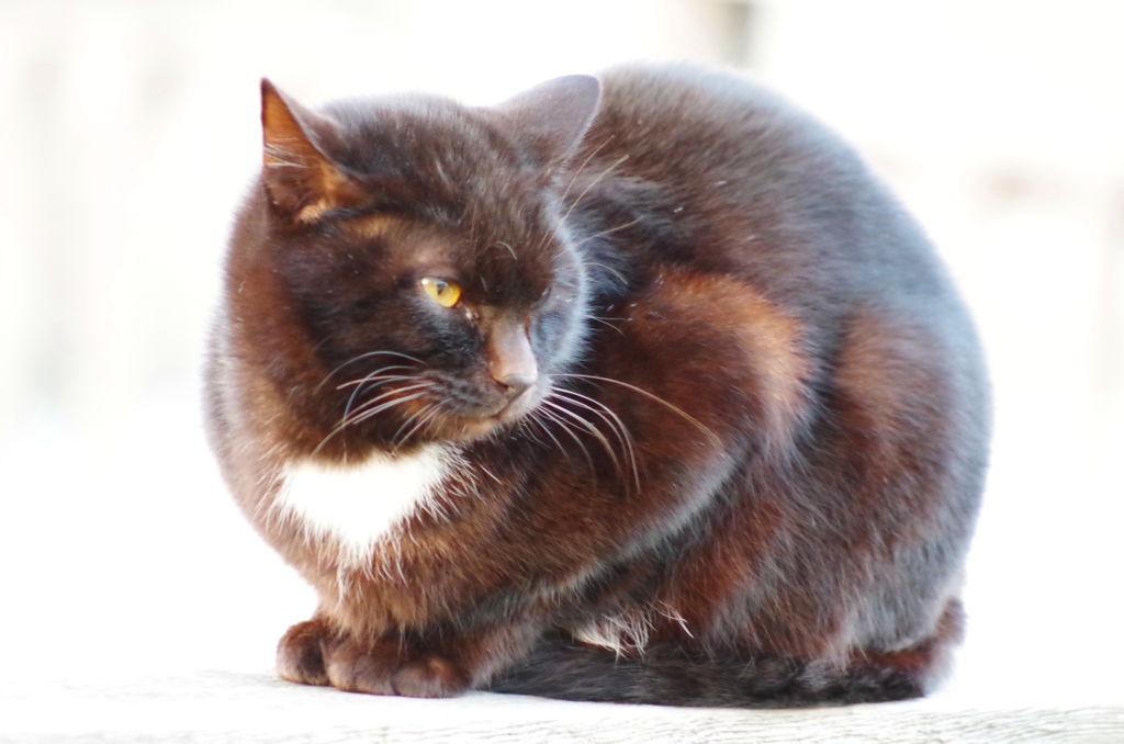 neko