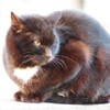 neko