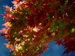 momiji05