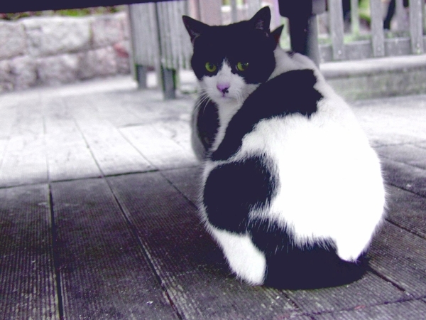 neko-hurimuku