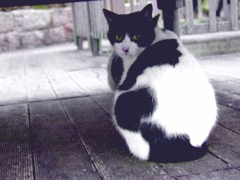 neko-hurimuku