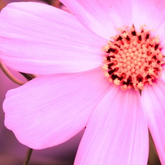 Cosmos
