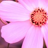 Cosmos