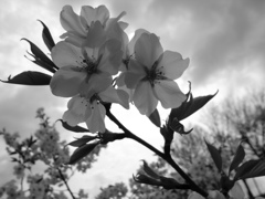 yama-zakura