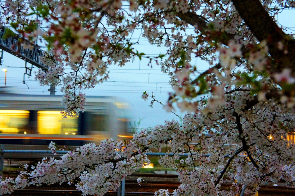 sakura-ressya