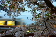 sakura-ressya