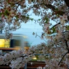 sakura-ressya