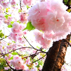 sakura