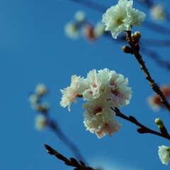 huyuzakura
