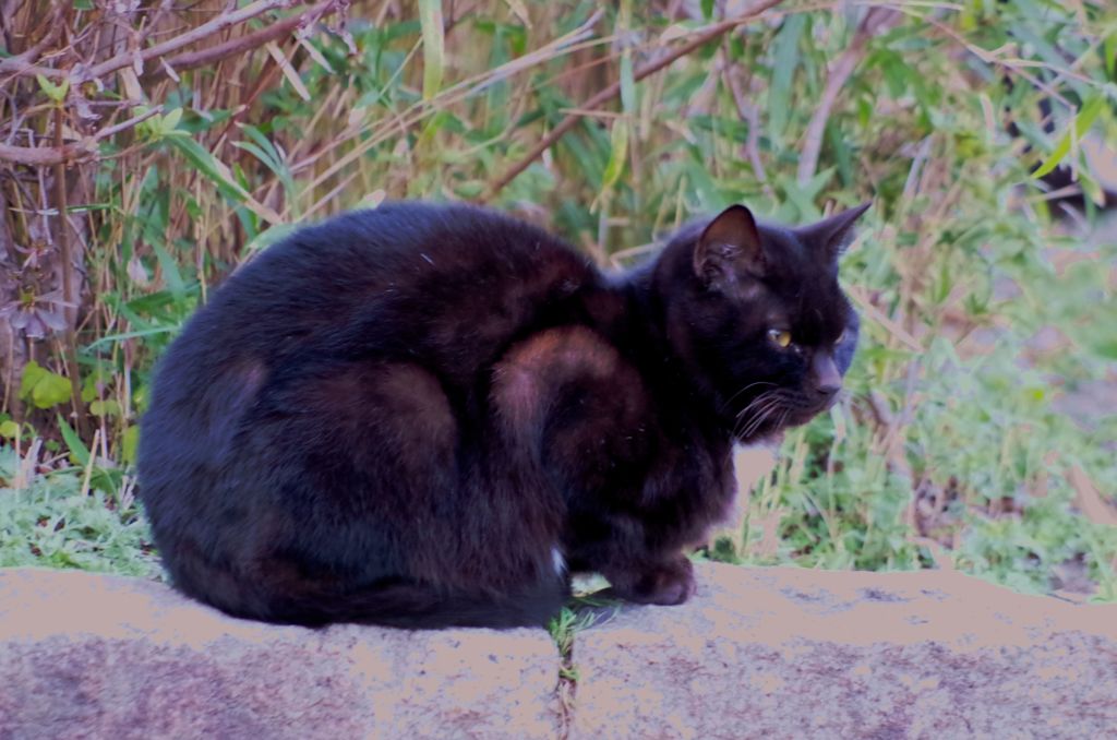 neko