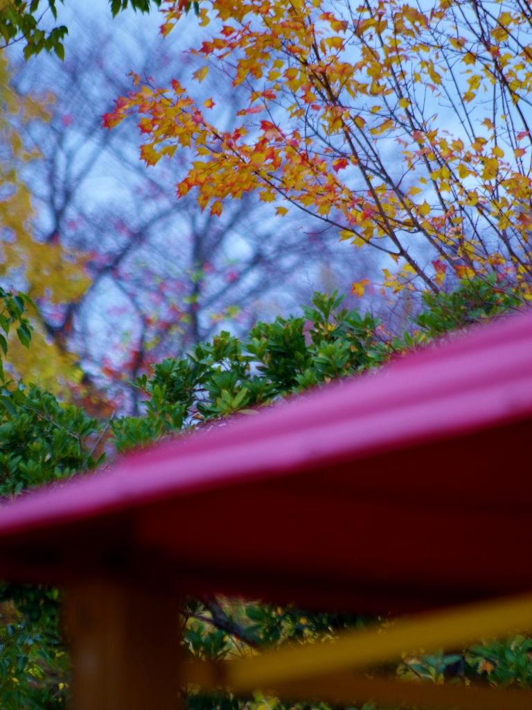 akaitako-aoizou17