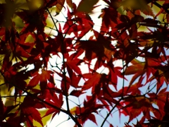 momoji01