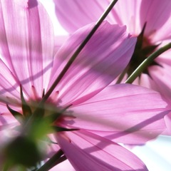 Cosmos
