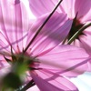 Cosmos