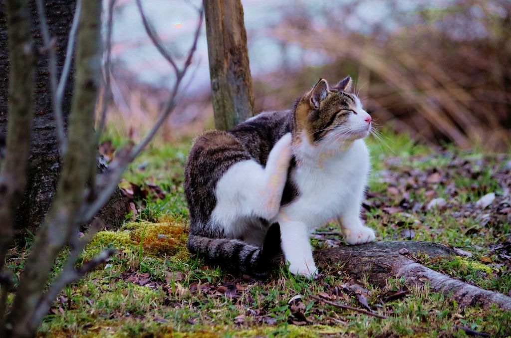 neko