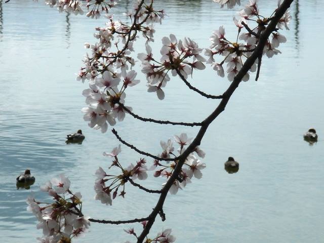 SAKURA