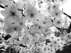 yama-zakura