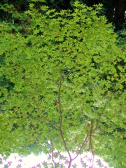 midori-sukosi-aka