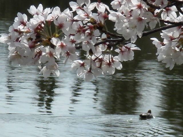 SAKURA