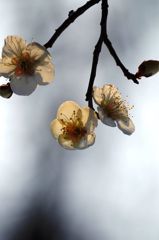 hakubai