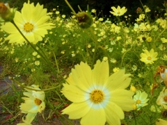 花畑