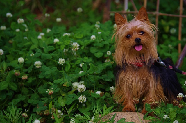 愛犬