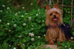 愛犬