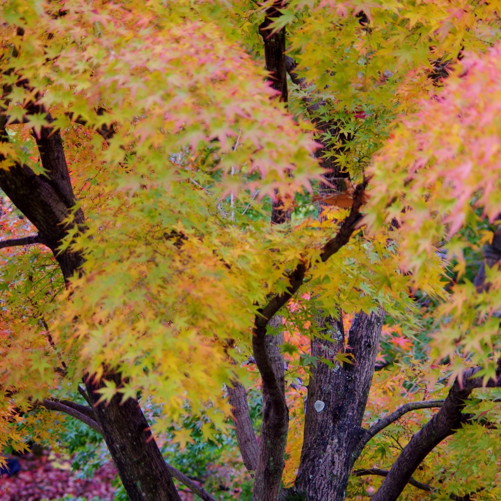 momiji002