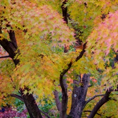 momiji002