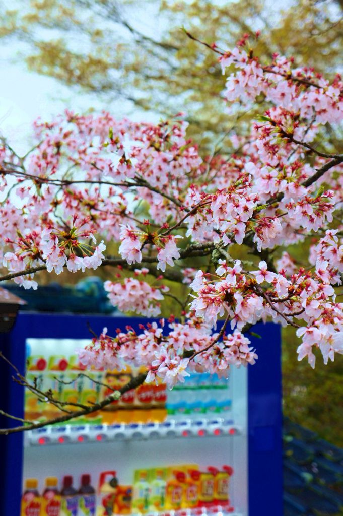 sakura-jihanki