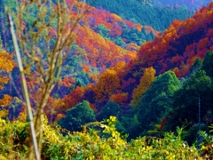 yama-moyu