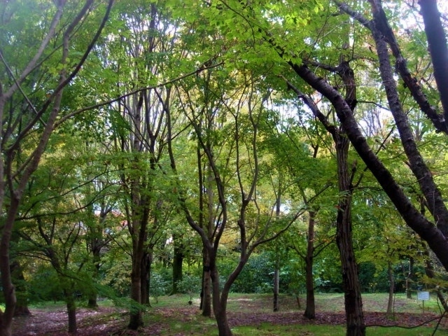 万博記念公園