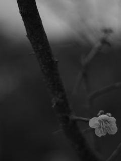 IMGP8978