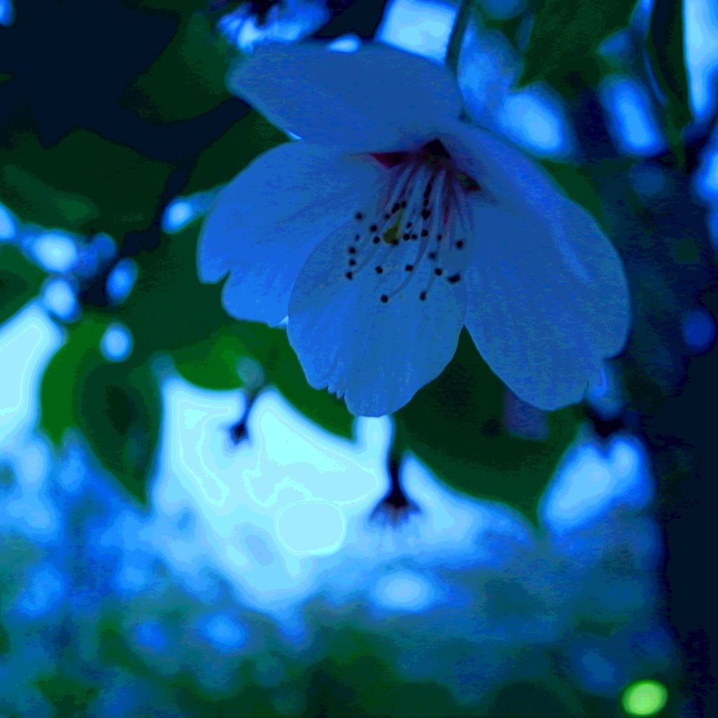 sakura