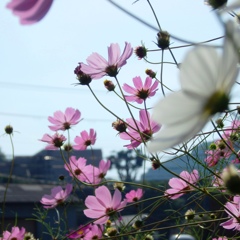 Cosmos