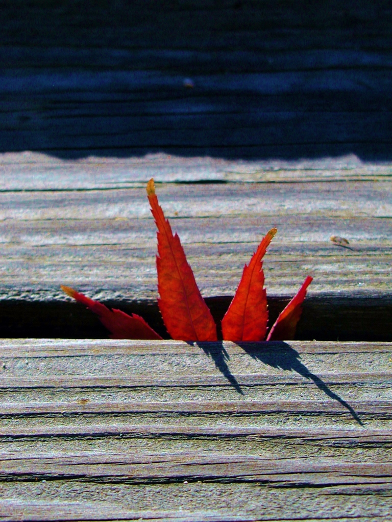 momiji