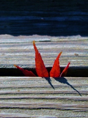 momiji