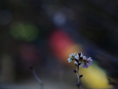 冬桜