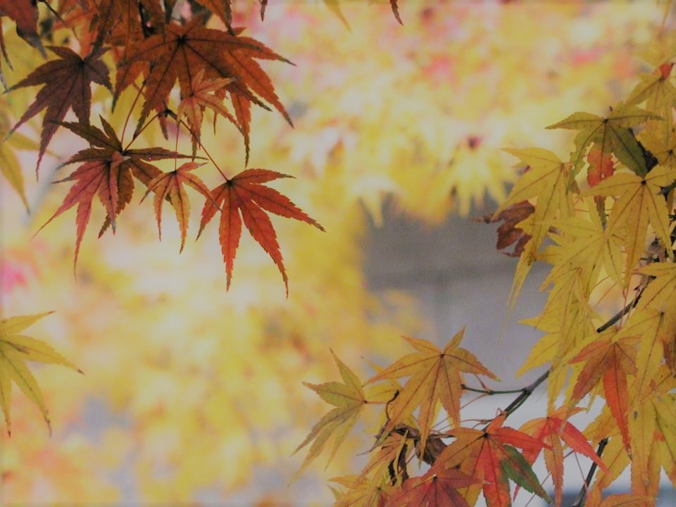 momiji