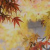 momiji