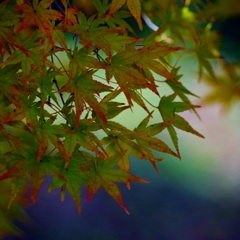 momiji003