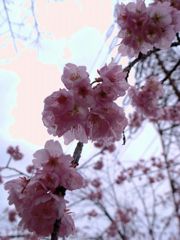 ume