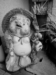 tanuki