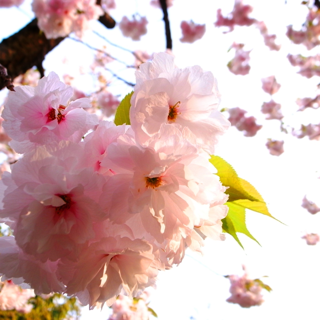 sakura