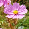 Cosmos