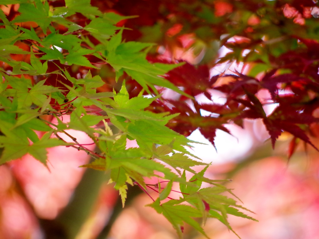 momiji04